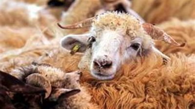 دار الإفتاء توضح موعد ذبح الأضحية وكيفية تقسيمها