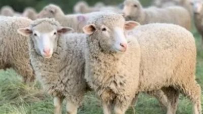 كم تبلغ أسعار الأضاحي 2025 في مصر