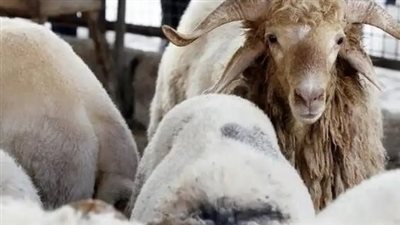 سعر كيلو العجل القائم بوزارة الزراعة في مصر 2025