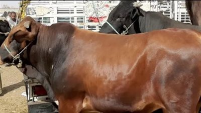 سعر كيلو العجل القائم في مصر 2025 بمنافذ التموين