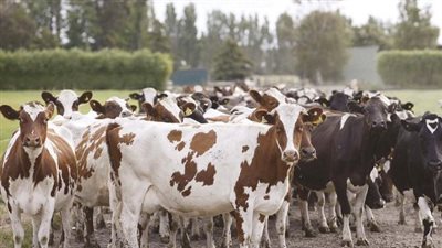 سعر الأضحية الكاملة من العجول في مصر 2025 قبل العيد