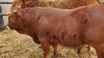 توقعات أسعار العجل مع اقتراب عيد الأضحى 2025