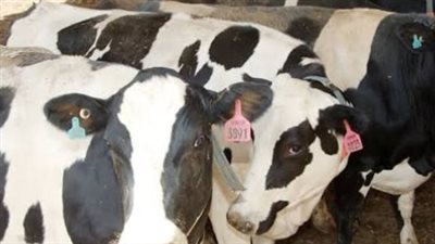 العوامل المؤثرة في أسعار كيلو العجل القائم في مصر