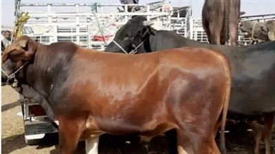 أسعار كيلو اللحم القائم للجاموس والأبقار 2025