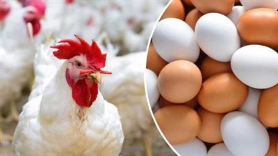 أسعار الفراخ اليوم الأربعاء 28 مايو 2025 في بورصة الدواجن