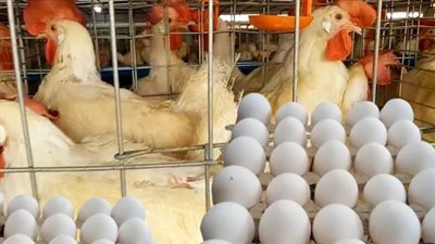 بكام أسعار الفراخ البيضاء اليوم 29 مايو 2025؟