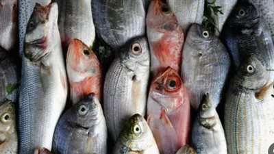  أسعار المأكولات البحرية بمختلف أنواعها اليوم 29 مايو 2025.. سعر السمك البلطي الكبير بكام؟