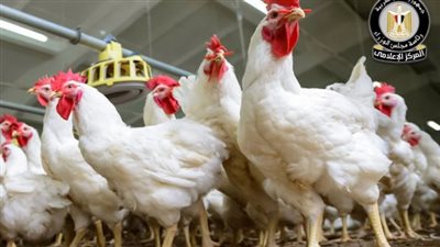الحكومة المصرية: أوضاع مزارع الدواجن مستقرة.. ولا وجود لأى فيروس يمنع تناولها