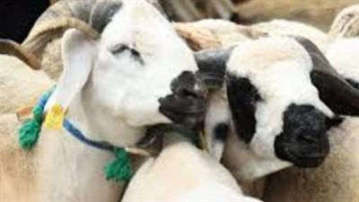 ما هي شروط الأضحية في عيد الأضحى؟