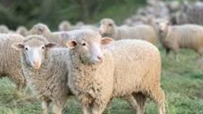 ما هي الأضحية ولماذا شُرعت؟