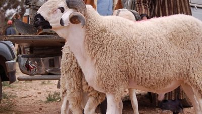 الشروط العامة للأضحية في الإسلام