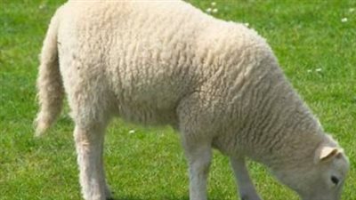 شروط الأضحية الصحيحة في الإسلام للغنم والبقر والإبل