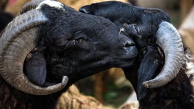 هل تقبل الأضحية إن كانت ناقصة أو مريضة؟