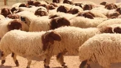 ما السن المناسب لكل نوع من الأضاحي؟