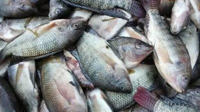 سعر السمك البلطي اليوم 1 يونيو 2025