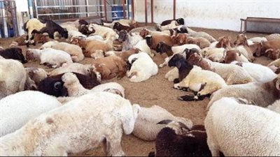  آداب وكيفية توزيع الأضحية 