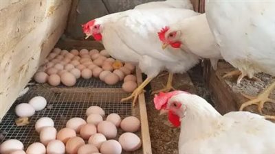 أسعار الفراخ الساسو اليوم الاثنين 2 يونيو 2025