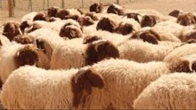  أسعار الأضاحي مع حلول عيد الأضحى 2025 في السوق المحلي بـ مصر