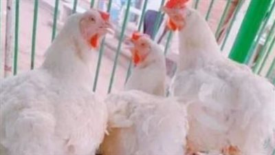 أسعار الفراخ البيضاء اليوم الثلاثاء 3-6-2025