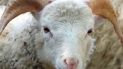 ما هي الأضحية ولماذا شُرعت؟