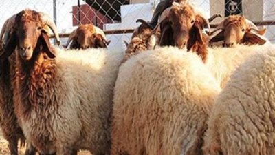  كيفية اختيار الأضحية؟