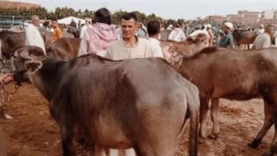 سعر كيلو العجول البقري قائم اليوم الأربعاء في منافذ وزارة الزراعة