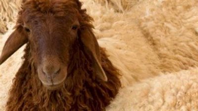 هل يجوز إخراج أموال بديلا عن الأضحية؟