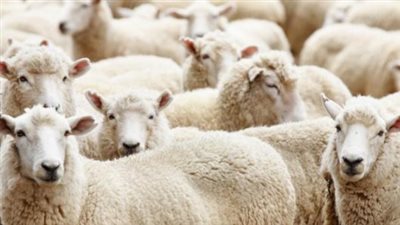 هل يُعتبر إخراج المال بدلًا من الأضحية حلًا في بعض الحالات؟