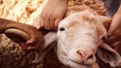 هل يمكن للإنسان التصدق بالمال بدلًا من الأضحية؟