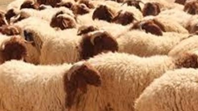 ما حكم المساعدة المالية لأبناء الأسرة في حال الضائقة المالية بدلًا من شراء الأضحية؟