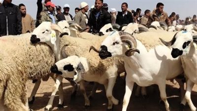 هل يمكن أن تُؤجل الأضحية في حالات معينة؟