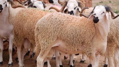 حكم التصدق من الأضحية