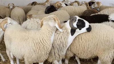 هل يجوز شراء أضحية العيد بالتقسيط؟