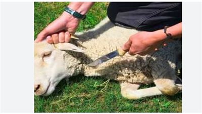 طريقة التعامل مع أضحية عيد الأضحى 2025 قبل وبعد الذبح