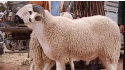 شوادر أضاحي 2025.. اللحوم المجمدة والطازجة بكام؟