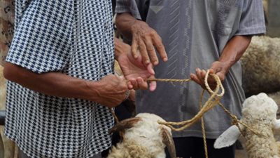 أحكام الأضحية وموعد ذبحها