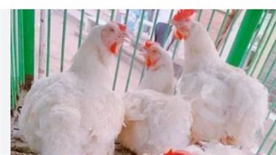 أسعار الفراخ البيضاء اليوم الأحد 8-6-2025