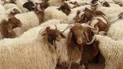 ما هو آخر موعد لذبح الأضحية؟