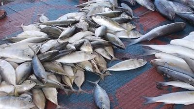 فوائد أكل السمك.. أحد أسرار الصحة الدائمة