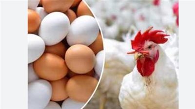 أسعار الدواجن اليوم الخميس 12 يونيو 2025.. البيض بكام؟