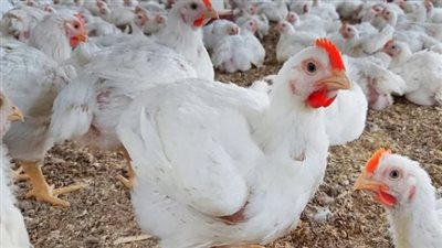 أسعار الفراخ البيضاء اليوم الاثنين 16 يونيو 2025