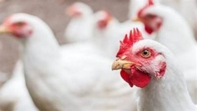  أسعار الدواجن اليوم الإثنين 16 يونيو 2025 في الأسواق والمحال التجارية