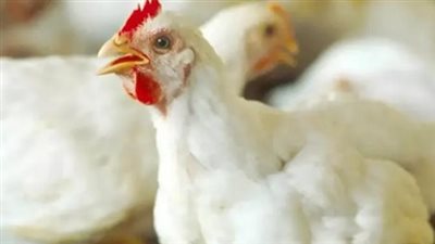  أسعار الدواجن في مصر اليوم الثلاثاء 17 يونيو 2025.. الفراخ البيضاء بكام؟
