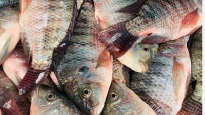 أسعار الأسماك والجمبري خلال التعاملات الصباحية اليوم الثلاثاء 17 يونيو 2025