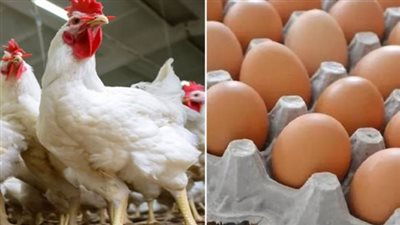 سعر الفراخ البيضاء في بورصة الدواجن اليوم الأربعاء 18 يونيو 2025