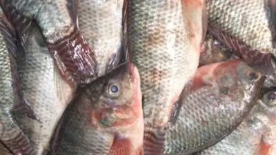 أسعار الأسماك والجمبري اليوم الأربعاء 18 يونيو 2025.. سعر السمك البلطي الكبير بكام؟