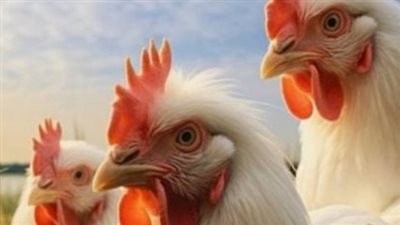 أسعار الفراخ والبيض اليوم الخميس 19-6-2025