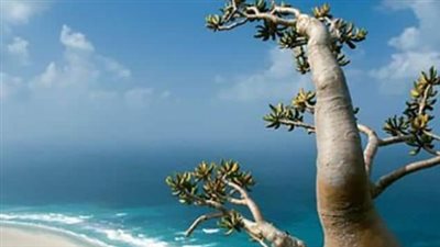  الذكرى الخامسة لتحرير محافظة أرخبيل سقطرى.. كيف تعيد إلى الذاكرة يومًا مجيدًا في سجل جنوب اليمن؟