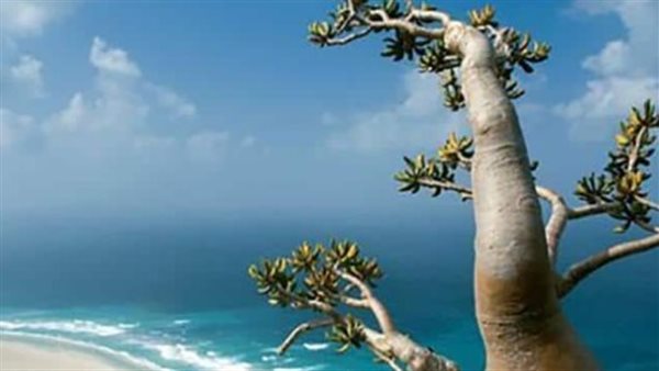 الذكرى الخامسة لتحرير محافظة أرخبيل سقطرى.. كيف تعيد إلى الذاكرة يومًا مجيدًا في سجل جنوب اليمن؟