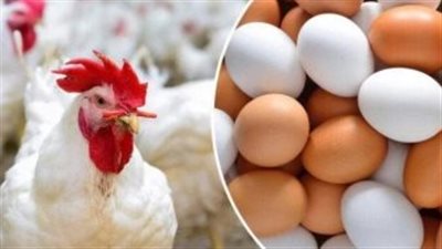 أسعار الفراخ والبيض اليوم الثلاثاء 24 يونيو 2025